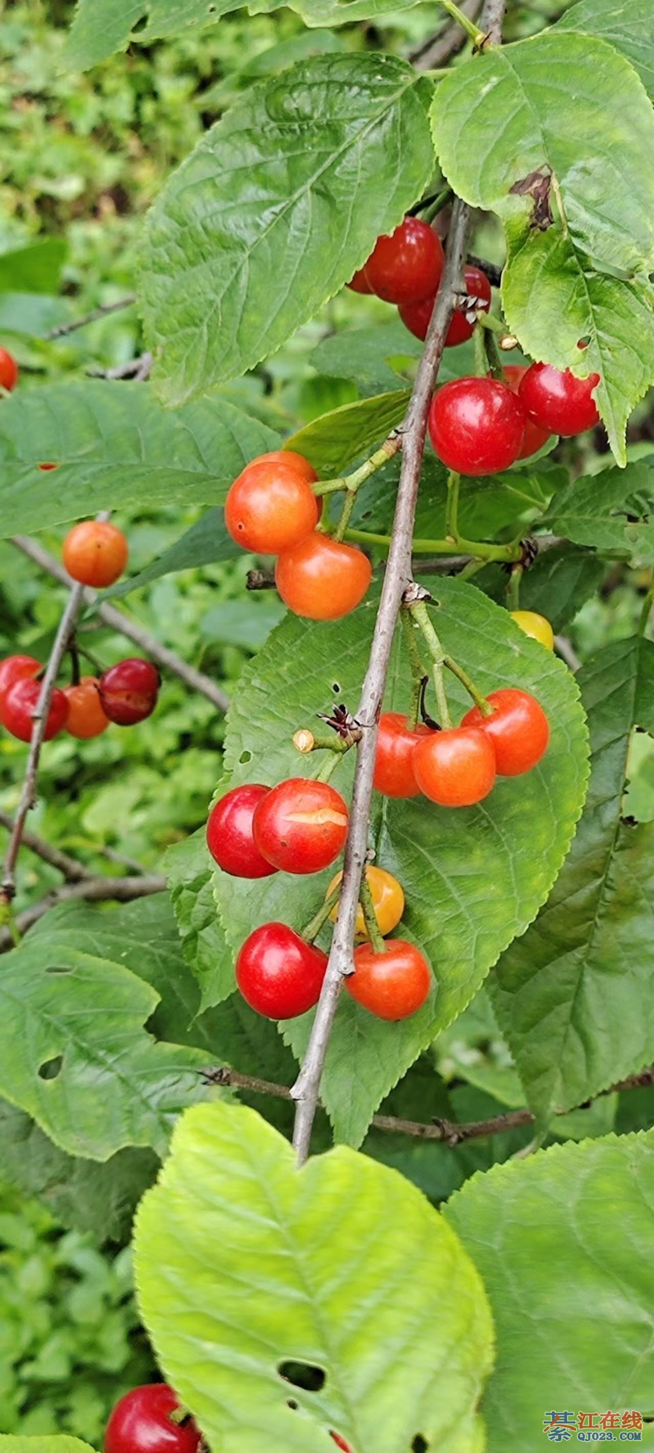 樱桃下载地址_(樱桃cherry官网)